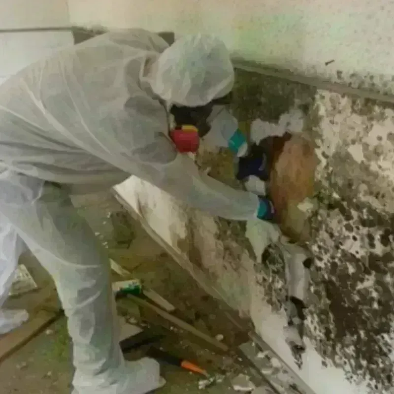 Mold Remediation and Removal in Citrus City, TX